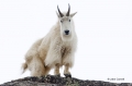 Mountain-Goat;Rocky-Mountain-Goat;Oreamnos-americanus