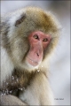 Japanese-Macaque;Snow-Monkey;Macaca-fuscata;Japanese-Snow-Monkey;One;one-animal;