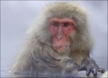 Japanese-Macaque;Snow-Monkey;Macaca-fuscata;Japanese-Snow-Monkey;Nihon-zaru