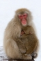 Japan;Japanese-Macaque;Japanese-Snow-Monkey;Snow-Monkey;Macaca-fuscata;Narita;On