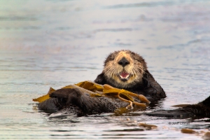 Enhydra-lutris;Sea-Otter;water;floating;ocean;animal;animal-in-the-wild;one