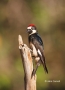 Acorn_Woodpecker