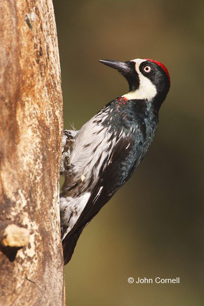 Acorn Woodpecker;Woodpecker;Melanerpes formicivorus;One;one animal;avifauna;bird;birds;feather;feathered;outdoors;outside;untamed;wild;color;color photograph;daytime;close up;color image;photography;animals in the wild;feathers;wilderness;perch;perching;watching;watchful