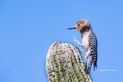 Gila-Woodpecker;Melanerpes-uropygialis;One;Woodpecker;avifauna;bird;birds;color-