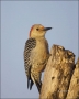 Florida;Southeast-USA;Everglades;Red-bellied-Woodpecker;Melanerpes-carolinus;one