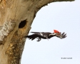 Woodpecker;Dryocopus-pileatus;Pileated-Woodpecker;Flying-bird;action;aloft;behav
