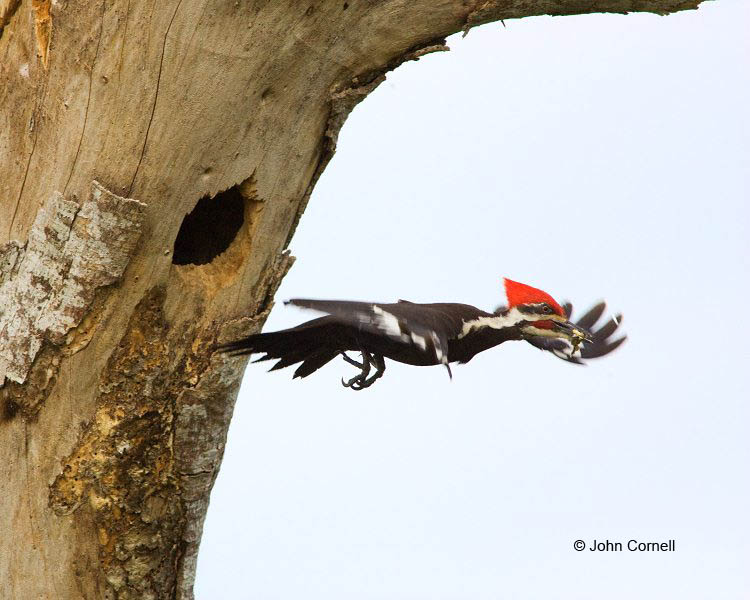 Woodpecker;Dryocopus pileatus;Pileated Woodpecker;Flying bird;action;aloft;behavior;flight;fly;flying;soar;wing;winged;wings;one animal;Color Image;Photography;Birds;Animals in the Wild;Flight;Action;Active;in flight;motion;movement;soaring;Nest;Nesting;Nest Hole;Breeding Plumage