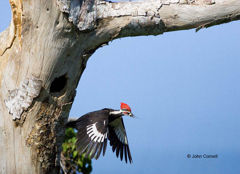 Woodpecker;Dryocopus pileatus;Pileated Woodpecker;Flying bird;action;aloft;behavior;flight;fly;flying;soar;wing;winged;wings;one animal;Color Image;Photography;Birds;Animals in the Wild;Flight;Action;Active;in flight;motion;movement;soaring