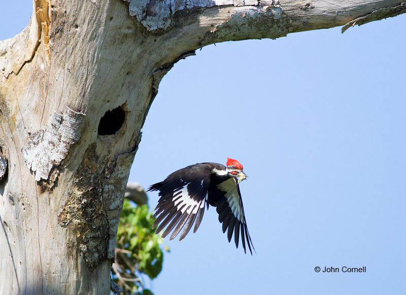 Woodpecker;Dryocopus pileatus;Pileated Woodpecker;Flying bird;action;aloft;behavior;flight;fly;flying;soar;wing;winged;wings;one animal;Color Image;Photography;Birds;Animals in the Wild;Flight;Action;Active;in flight;motion;movement;soaring